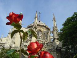 Notre Dame et roses