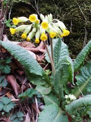 Prvosenka jarní(Primula veris)