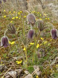 Koniklec luční  (Pulsatilla pratensis)