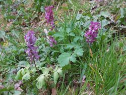 Dymnivka dutá (Corydalis cava)